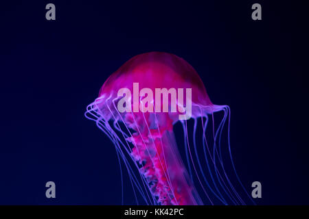 pink jellyfish on blue background closeup - Stock Photo