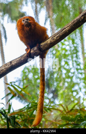 golden lion tamarin /  golden marmoset / red monkey Stock Photo