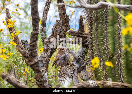 An Elf Owl in the Desert Southwest USA Stock Photo