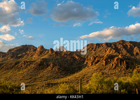 An Elf Owl in the Desert Southwest USA Stock Photo