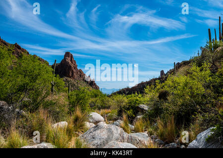 An Elf Owl in the Desert Southwest USA Stock Photo