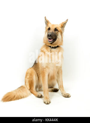 Golden Brown German Shepherd Alsatian Dog Sitting against White Background Stock Photo