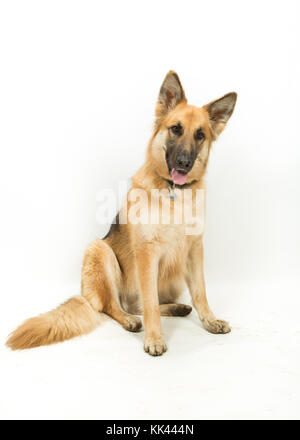 Golden Brown German Shepherd Alsatian Dog Sitting Against White Background Stock Photo Alamy