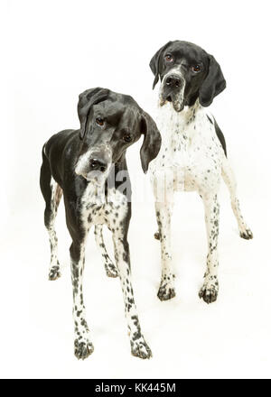 English Pointer Dogs on White Background Stock Photo