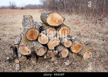 Rural scene with the close-up of a pile of logs outdoors on a field near the forest Stock Photo