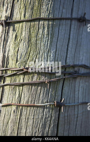 Close up view of old wooden pole wrapped with barbed wire, Kansas, USA Stock Photo
