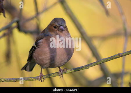 male Common Chaffinch (Fringilla coelebs) Stock Photo