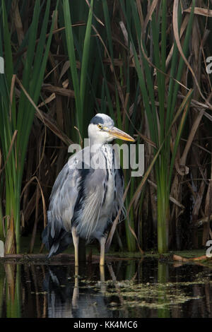 Grey Heron (Ardea cinerea) standing in shallow water at the edge of a reedbed Stock Photo