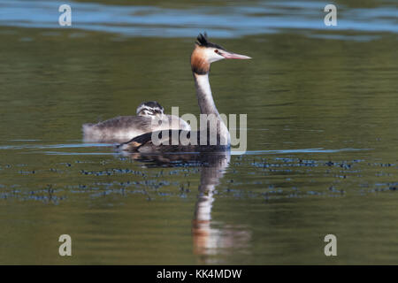 adult Great Crested Grebe (Podiceps cristatus) with its 7-week old chick Stock Photo