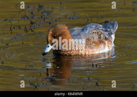 male Eurasian Wigeon (Mareca penelope (formerly Anas penelope)) moulting from eclipse plumage into winter plumage Stock Photo