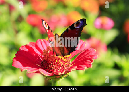 Macro of butterfly peacock eye collecting nectar on the zinnia. Macro of butterfly Stock Photo