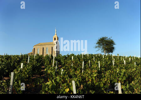 Fleurie (eastern France). Vines on the granitic hills close to the village, at the bottom of the chapel 'chapelle de la Madone'. Production of red win Stock Photo