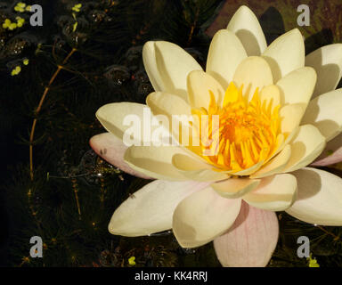 Aquatic Nymphaeaceae Water Lily Stock Photo
