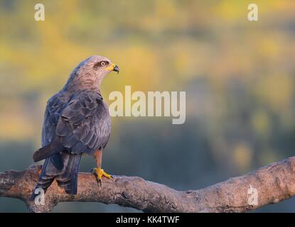 Black kite at dawn perched on a branch. Stock Photo