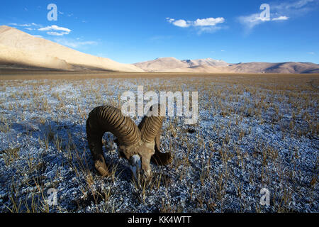 Barren landscape, a sheep skull and layers of salt on a clear autumn day at a fluctuating salt lake Tso Kar, Ladakh, India Stock Photo