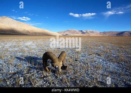 Barren landscape, a sheep skull and layers of salt on a clear autumn day at a fluctuating salt lake Tso Kar, Ladakh, India Stock Photo