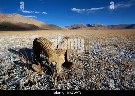 Barren landscape, a sheep skull and layers of salt on a clear autumn day at a fluctuating salt lake Tso Kar, Ladakh, India Stock Photo