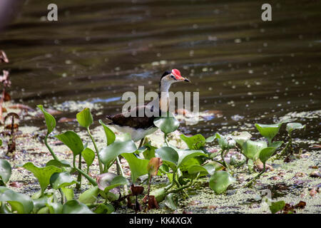 Comb crested jacana foraging amongst water hyacinth and duckweed at edge of lake in Queensland Australia Stock Photo