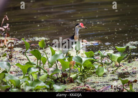 Comb crested jacana foraging amongst water hyacinth and duckweed at edge of lake in Queensland Australia Stock Photo