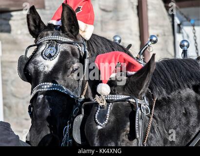 Christmas Work Horses Sleigh Ride Stock Photo