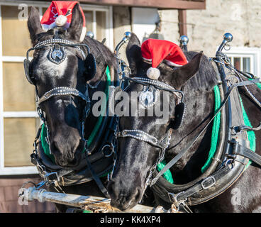 Christmas Work Horses Sleigh Ride Stock Photo