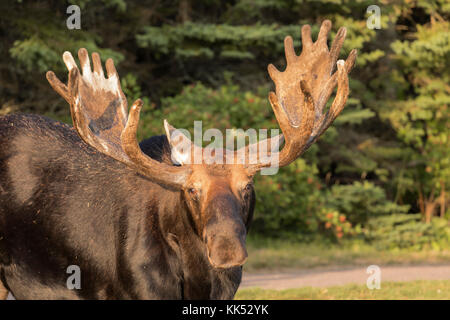 Bull moose (Alces alces) portrait, Isle Royal National Park Stock Photo