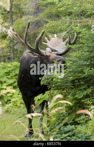 Bull moose (Alces alces) browsing, Isle Royal National Park Stock Photo