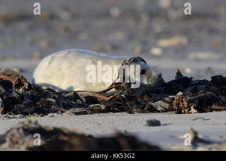 Gray Seal (Halichoerus grypus) Pup Helgoland Germany Stock Photo