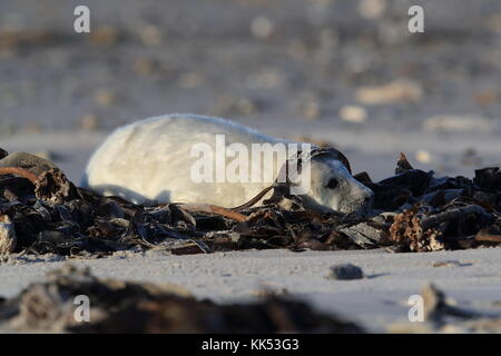 Gray Seal (Halichoerus grypus) Pup Helgoland Germany Stock Photo