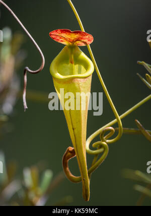 Pitcher of a carnivorous plant Nepenthes madagascariensis. Madagascar, Africa. Stock Photo