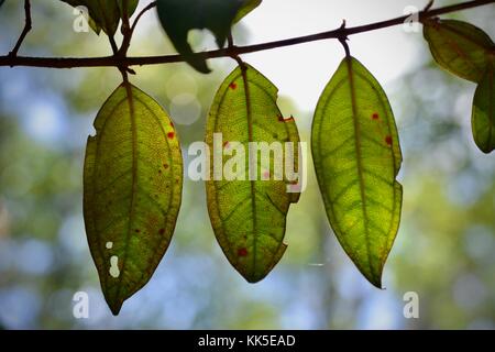 Backlit leaves from a native tree, Wallaman Falls camp ground, Girringun National Park, Queensland, Australia Stock Photo