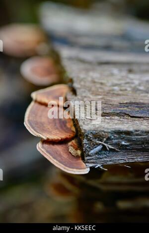 Bracket Fungus growing in Girringun National Park, Wallaman Falls, Queensland, Australia Stock Photo