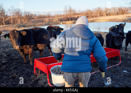 Farmer feeding dried feed to his cattle carrying a bucket to a trough as the animals stand watching to supplement their winter grazing Stock Photo