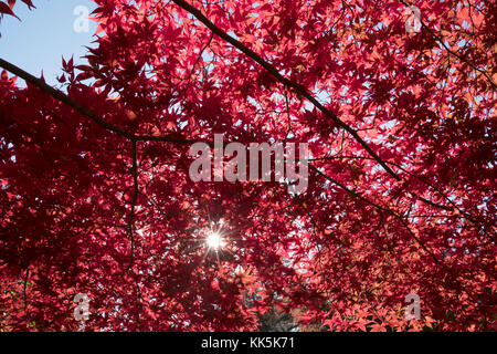The sun is seen through Momiji leafs. Koyasan, Japan. Stock Photo