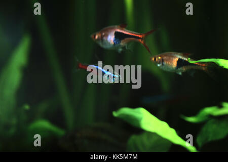 Acquarium fresh water fish - neon fish and rasbora harlequin fish Stock Photo