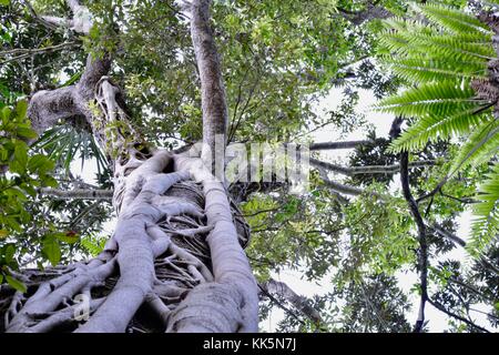 Wallaman Falls in Girringun National Park, Queensland, Australia Stock Photo