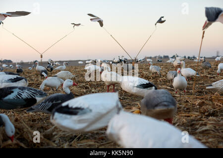 Low angle view of water fowl decoys deployed in the wilderness on grassy wetland terrain simulating a flock of ducks and geese with some in flight at  Stock Photo