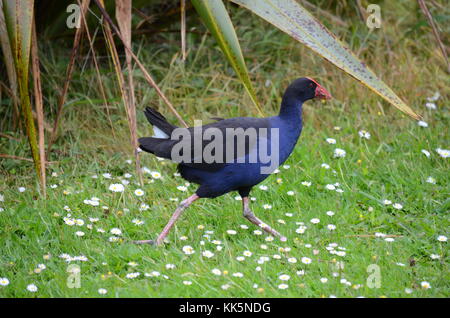 Australasian Swamphen or Purple Swamphen. Auckland, New Zealand. Stock Photo