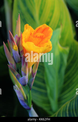 Yellow Canna Lily flower. Stock Photo