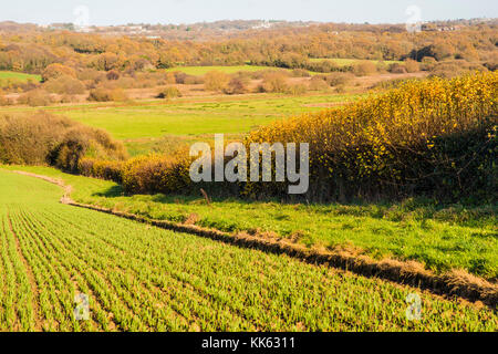 Combe Valley is a wildlife reserve but also populated by farms with new crops already growing in autumn sunlight as the cycle of life goes on. Stock Photo