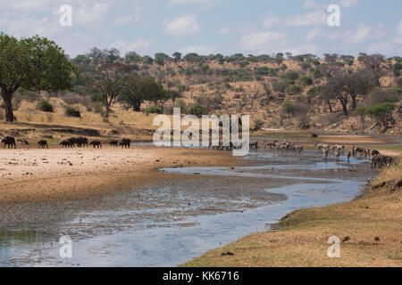 Burchell’s zebra (Equus burchelli) and Cape buffalo (Syncerus caffer) in the Tarangire River bed during the dry season in Tarangire National Park, Man Stock Photo