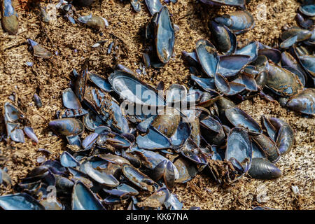 The crustations that were housed on this giant piece of woof in that was pulled from the harbor shows how adaptable these little guys are. Stock Photo