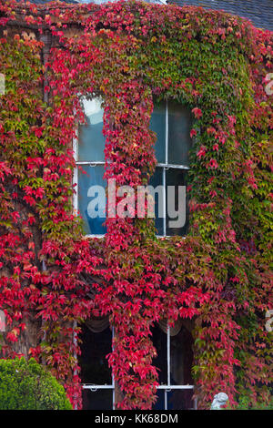 A house covered in ivy in Edinburgh Scotland. Stock Photo