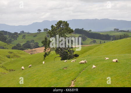 MATAMATA - NEW ZEALAND - NOVEMBER 2016 : Green fields near Hobbiton Movie Set created for filming the Lord of the Rings and Hobbit movies.