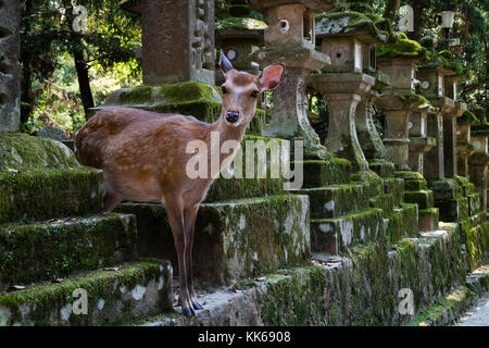 Nara - Japan, May 29, 2017: Deer wonder freely near stone lanterns in the park at the Kasuga Taisha shrine Stock Photo