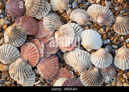 Scallop shells on shingle beach, Deal, Kent, England, United Kingdom, Europe Stock Photo