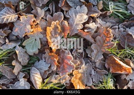 Frost covered oak tree leaves on ground on winter morning, Burwash, East Sussex, England, United Kingdom, Europe Stock Photo