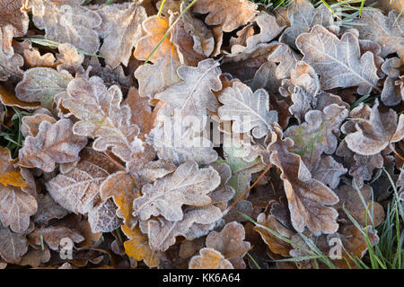 Frost covered oak tree leaves on ground on winter morning, Burwash, East Sussex, England, United Kingdom, Europe Stock Photo