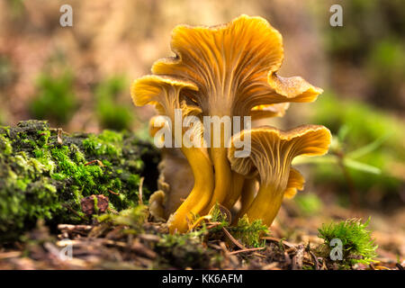 Edible mushrooms with excellent taste,Cantharellus tubaeformis Stock Photo