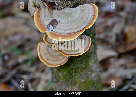 Bracket Fungus growing in Girringun National Park, Wallaman Falls, Queensland, Australia Stock Photo